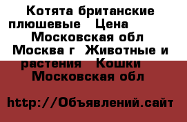 Котята британские плюшевые › Цена ­ 3 000 - Московская обл., Москва г. Животные и растения » Кошки   . Московская обл.